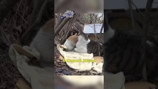 ‍Бездомный Кот Просит Помочь Другу #shorts