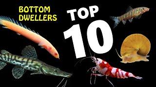 Top 10 Best Bottom Dwellers for Aquariums | Bottom feeders | Substrate cleaners