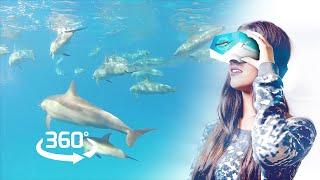 Swim with wild dolphins - a healing Virtual Reality experience - 360ºVR preview