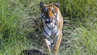 How Zoological Society London are saving tigers in India