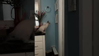 Cat Makes Big Leap into Mirror || ViralHog