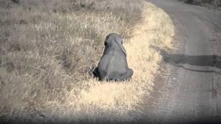 Baby elephant throwing a tantrum