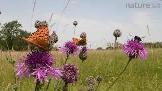 Two Dark green fritillary butterflies and a Narrow-bordered five-spot burnet moth nectaring, Wiltshi