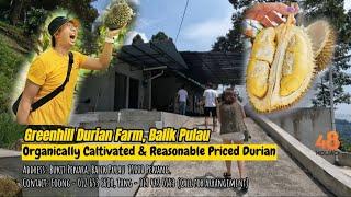 GreenHill Durian Farm, Balik Pulau - Organically Cultivated & Reasonable Priced Durian