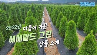 울타리 최고인기 수종 "에메랄드그린" 소개