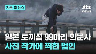 일본 '토끼의 섬' 99마리 의문사…사진작가의 영상에 잡힌 범인｜지금 이 뉴스