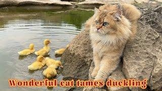 Wonderful cat tames duckling|Funny cat acts as mother duck and teaches cute ducklings to swim.pet