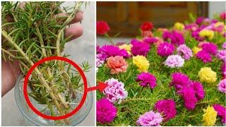 Portulaca plant decoration ideas | Moss rose from cuttings | Gardening Ideas 1M