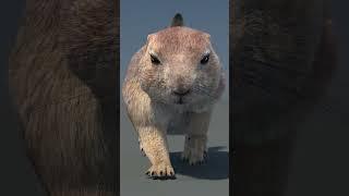 Prairie Dog 3D Model with Fur Walking Cycle | @PROmax3D