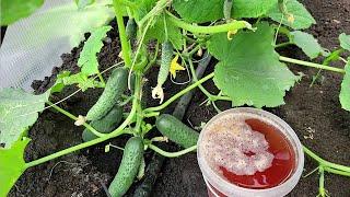 СРОЧНО ЛЕТОМ 1 Литр под огурцы, томаты, перец и тоннами растут, даже слабенькие вмиг заплодоносят