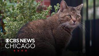 Adopted Chicago cat hailed as prolific exterminator of neighborhood rats