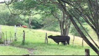 ME PREOCUPEI MUITO HOJE!/VACAS E BEZERROS AGITADOS/9 HORAS DA MANHÃ  E NADA DE ADRIANO CHEGAR