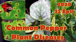 Troubleshooting Pepper Problems: A Comprehensive Disease Defense Plan
