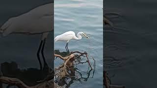 The Egret bird eats fish