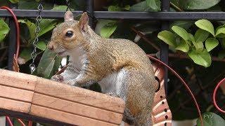 Squirrels Eating & Swinging FYV