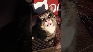 КТО НА СОЛНЫШКЕ ЗАВИС? ЭТО ДОБРЫЙ #КОТБОРИС