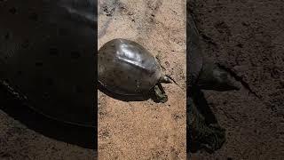 Spiny Softshell Turtle Encounter #nature #wildlife #turtles https://www.pfhabitat.com/