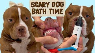 THIS SCARRY DOG BECOMES CUTE AFTER HIS BATH