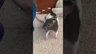 My Pet Rats Are NOT Pigeons