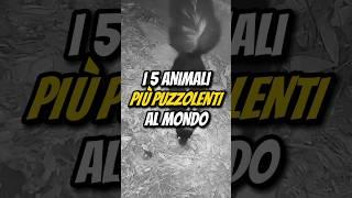 I 5 ANIMALI PIÙ PUZZOLENTI AL MONDO