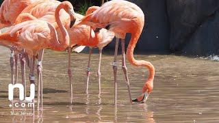 Flamingo exhibit opens at Essex County Turtle Back Zoo