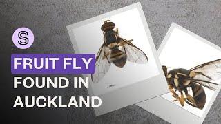 An oriental fruit fly has been discovered in Auckland - so what happens now? | Stuff.co.nz