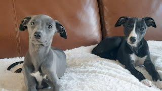 Our new Whippet Puppies!