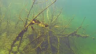 DIVEZONE. Очистка водоемов / 2018 / Дайвинг