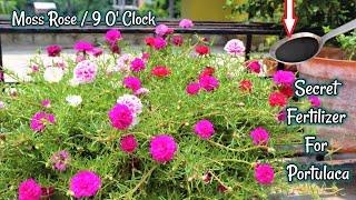 How to Grow and & Portulaca plant || Best Fertilizer for Portulaca/9 o’clock plant/Moss Rose plant