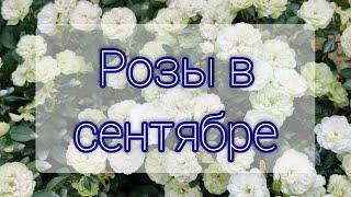 Розы в сентябре. Обзор сортов цветущих осенью!  Все сорта называю!