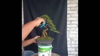 Bonsai cucur atap Bangka Belitung (Bangka)