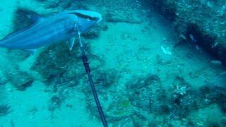 Pole Spearing Amberjacks W MAKO Carbon Fiber Spear