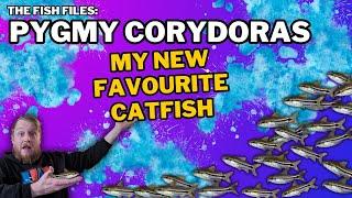 Pygmy Corydoras: EVERYTHING you need to know! Complete care guide.