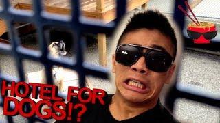HOTEL FOR DOGS!? - Peter Chao Vlog