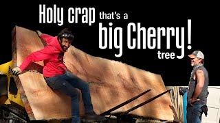 Brought Down by a Derecho but will Live on | Iowa's Biggest Cherry Tree?