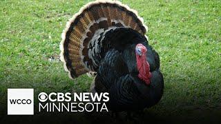 Wild turkeys become a nuisance for Minnesota residents