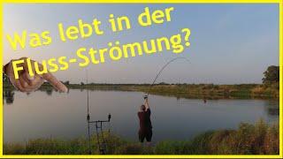 Angeln am Fluss auf Raubfisch und Friedfisch erfolgreich über Nacht  an der Elbe