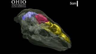 WitmerLab: Panoplosaurus nasal passages - Yaw