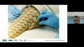 The Pangolin - A Day in the Life with Ade Kurniawan