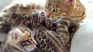 Mother cat having a Conversation with her Kittens