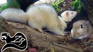 Frantic Ferret Foray - Sunrise Ferreting 23 󠁧󠁢󠁳󠁣󠁴󠁿