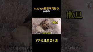 獨家！強烈建議獅迷們觀看！多語言版版！ mapogo（坏男孩雄狮聯盟）联盟罕见的最後影像