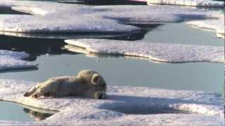 I Love Arctic - Official Greenpeace Video