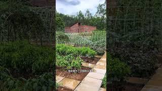 初夏午后的小菜园，一方小院，田园为伴，静心生活#田园生活 #我的小菜园