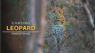 Leopard Safari in Ranipur Range of Rajaji National Park | P2