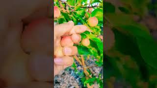 Picking Up Free Cherry Apples #apple #fruit #lifeincanada #youtubeshorts