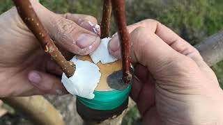 grafting a pear to an apple tree