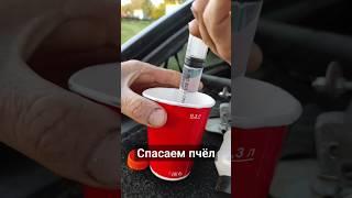 Бедные пчелки, пришло их спасение