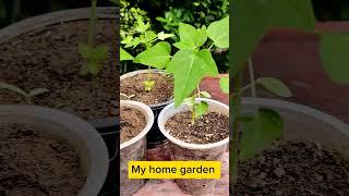 Grow Papaya   from Seeds // Papete Ka Poda // My home garden.