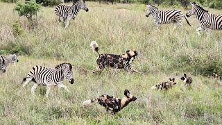 WILD DOGS vs ZEBRAS 